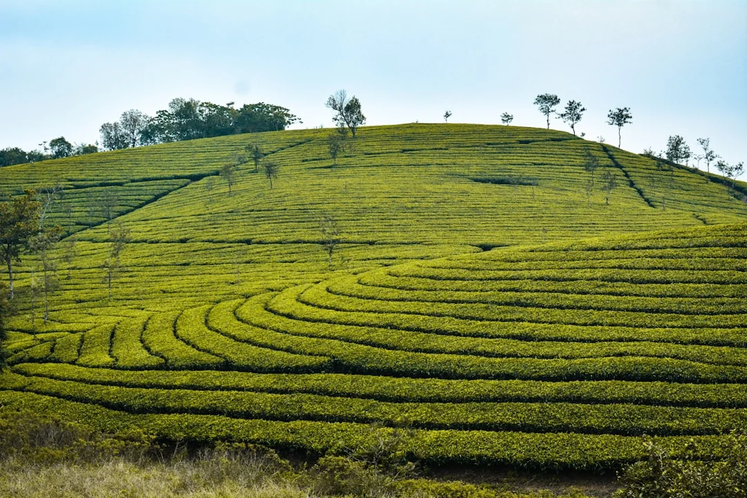 Quiet meadows for couples in Vagamon